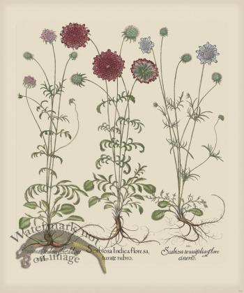 Besler 259 Colored B2